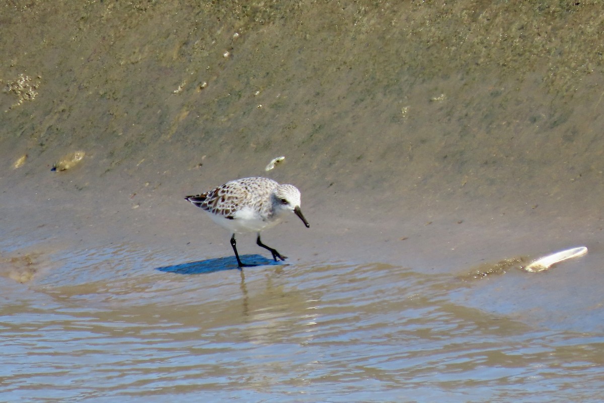 Sanderling - Jonathan Montgomery