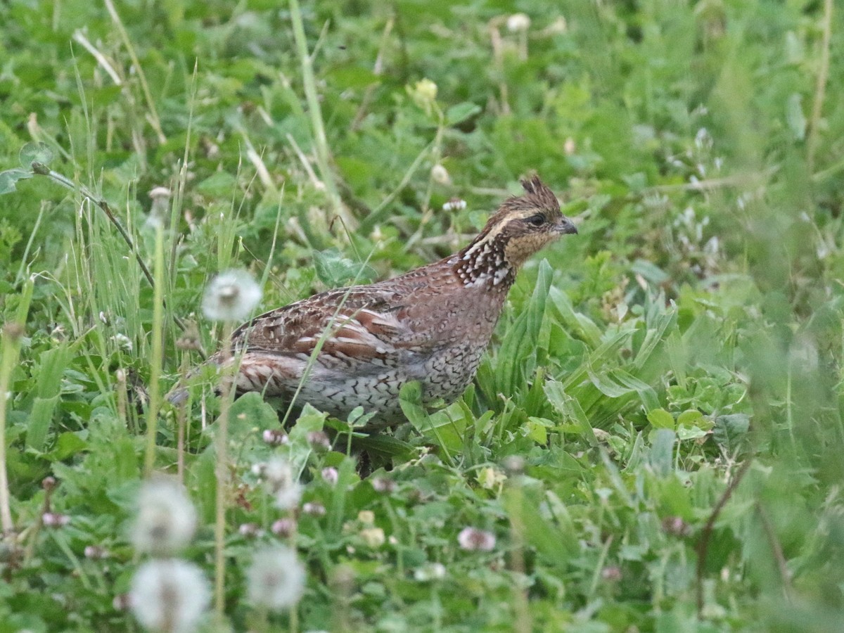 Northern Bobwhite - Paul Jacyk