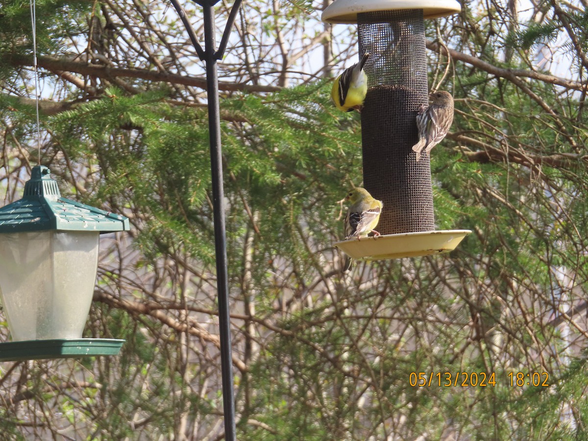 Pine Siskin - gabrielle jastrebski