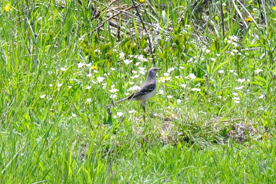 Northern Mockingbird - Ryan H