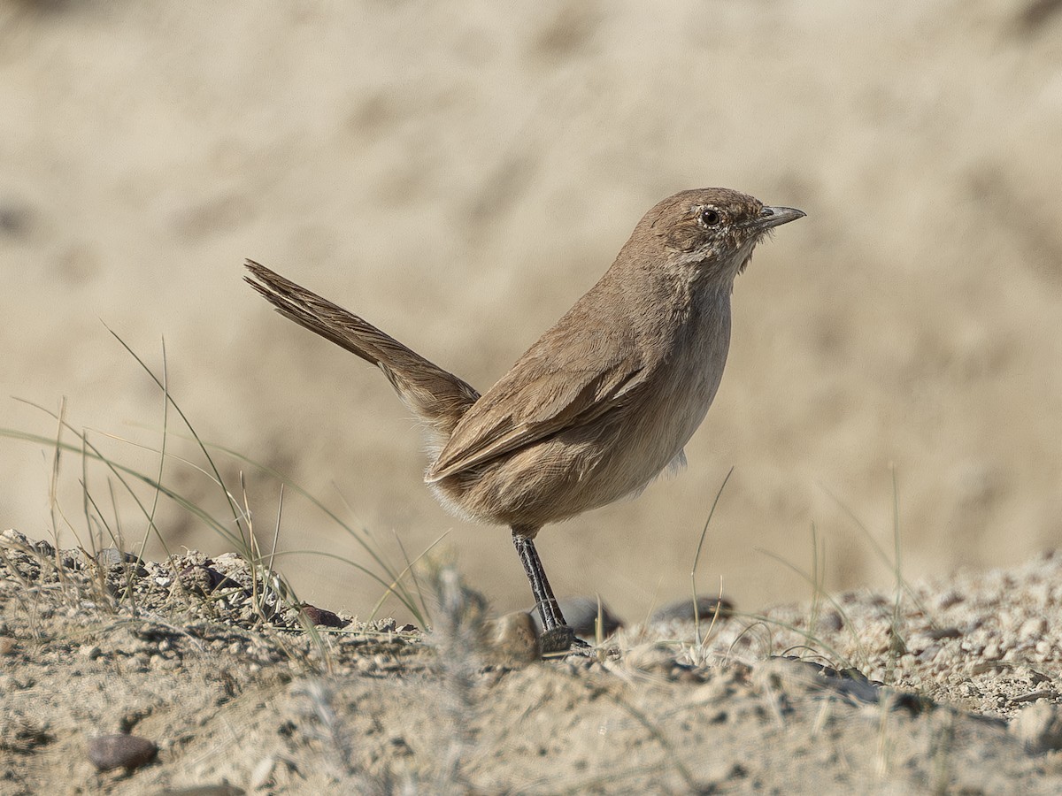 Fahltapaculo - ML619061707