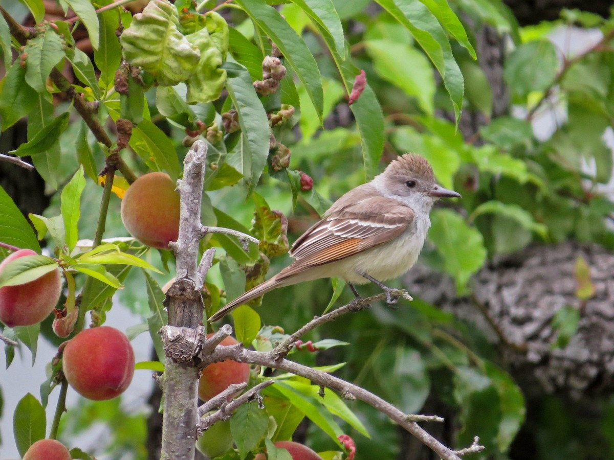 Ash-throated Flycatcher - Jasmine Kay