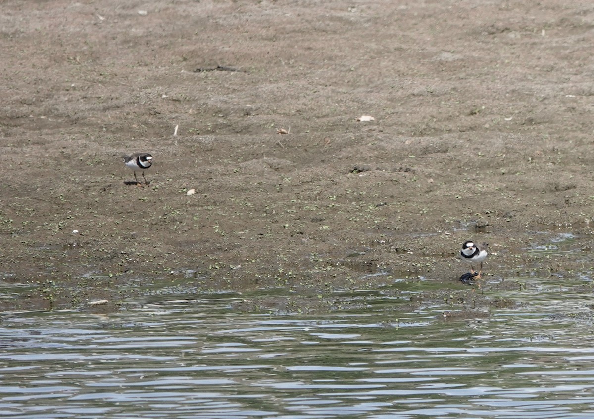 Semipalmated Plover - dave koehler