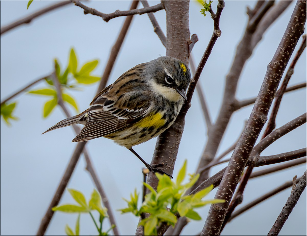 Yellow-rumped Warbler - ML619061761