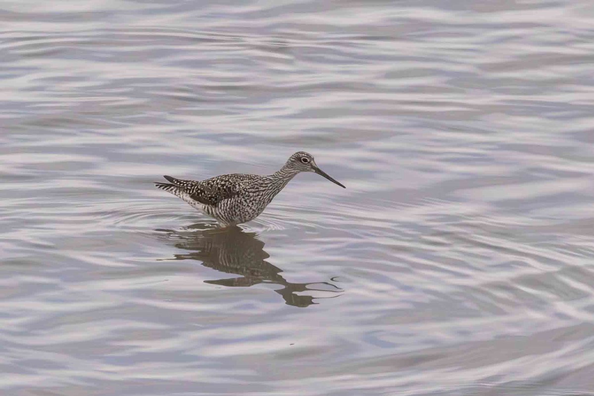 Greater Yellowlegs - Scott Fischer