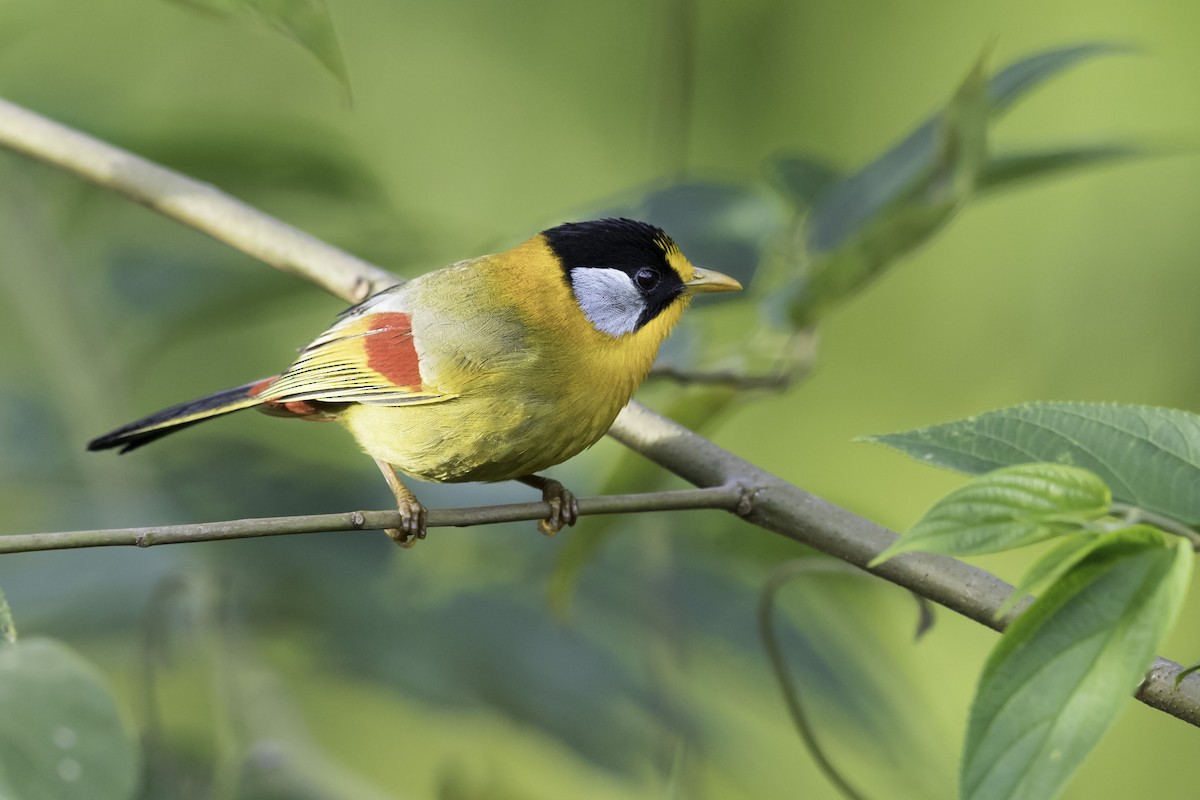 Silver-eared Mesia - ML619061781