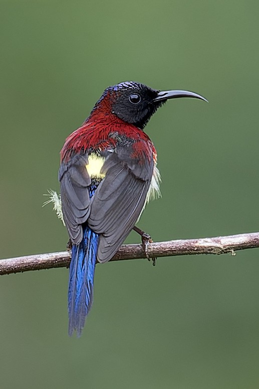 Black-throated Sunbird - Se Chea