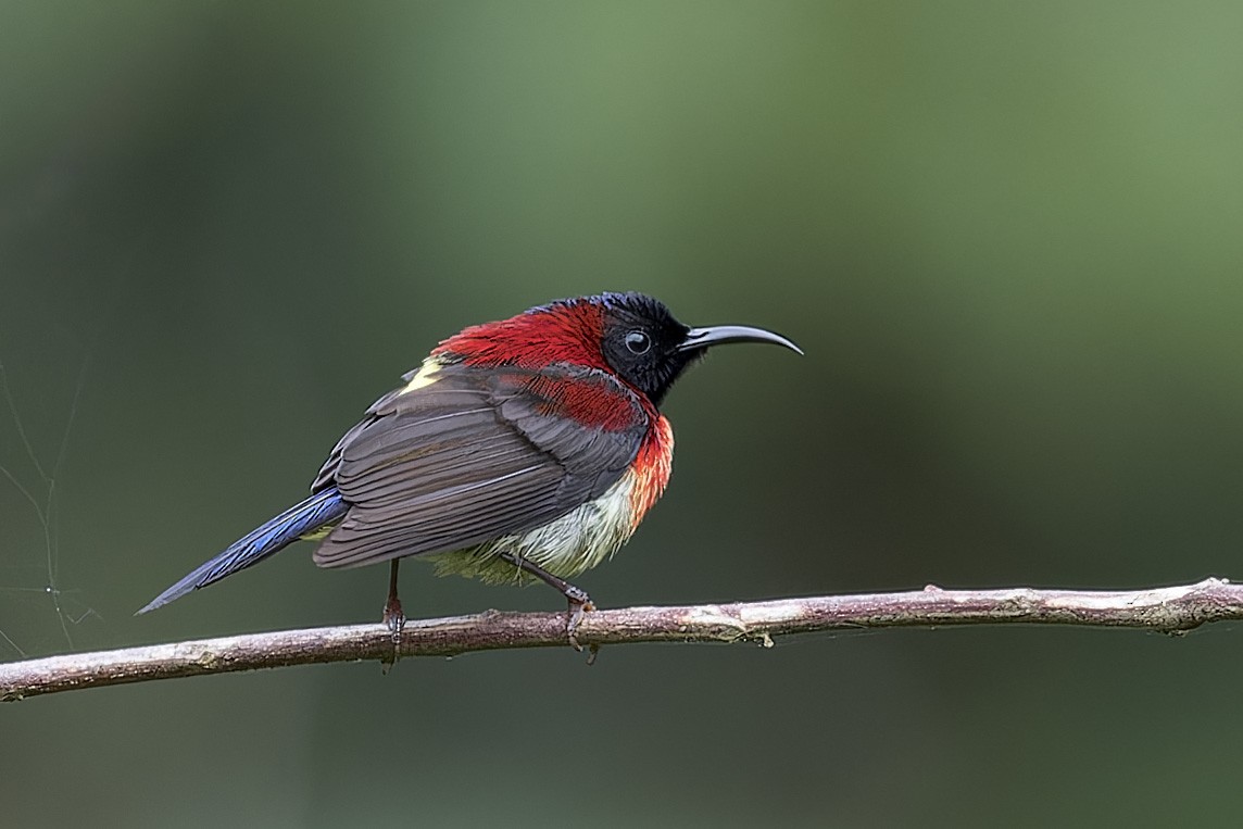 Black-throated Sunbird - Se Chea