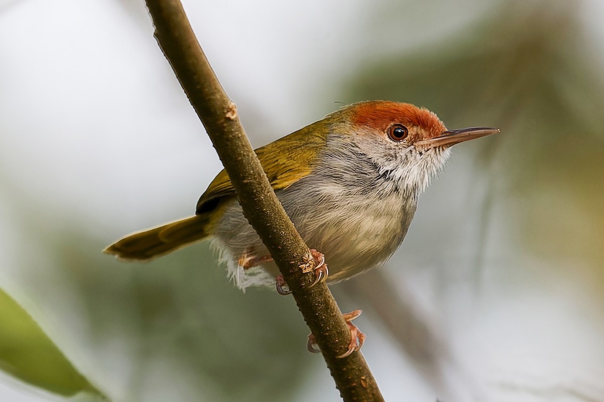 Rotstirn-Schneidervogel - ML619061798