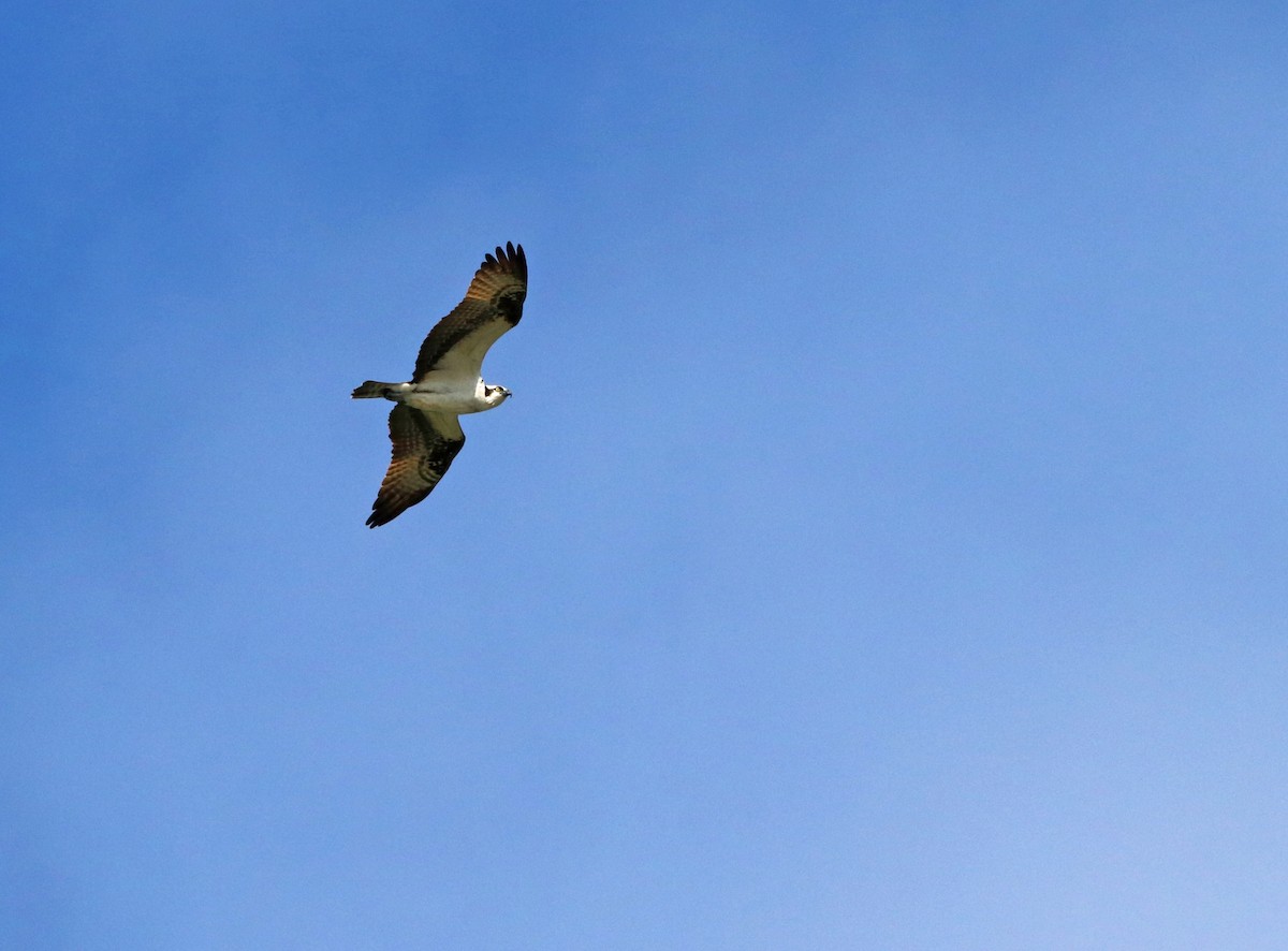 Águila Pescadora - ML619061813