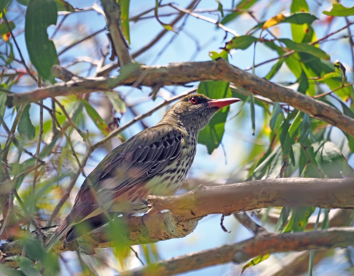 Olive-backed Oriole - Steve Law