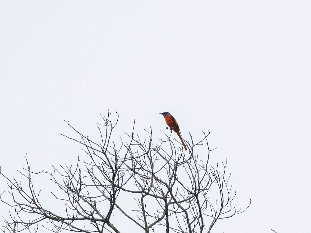 Gray-chinned Minivet - Rachael Kaiser