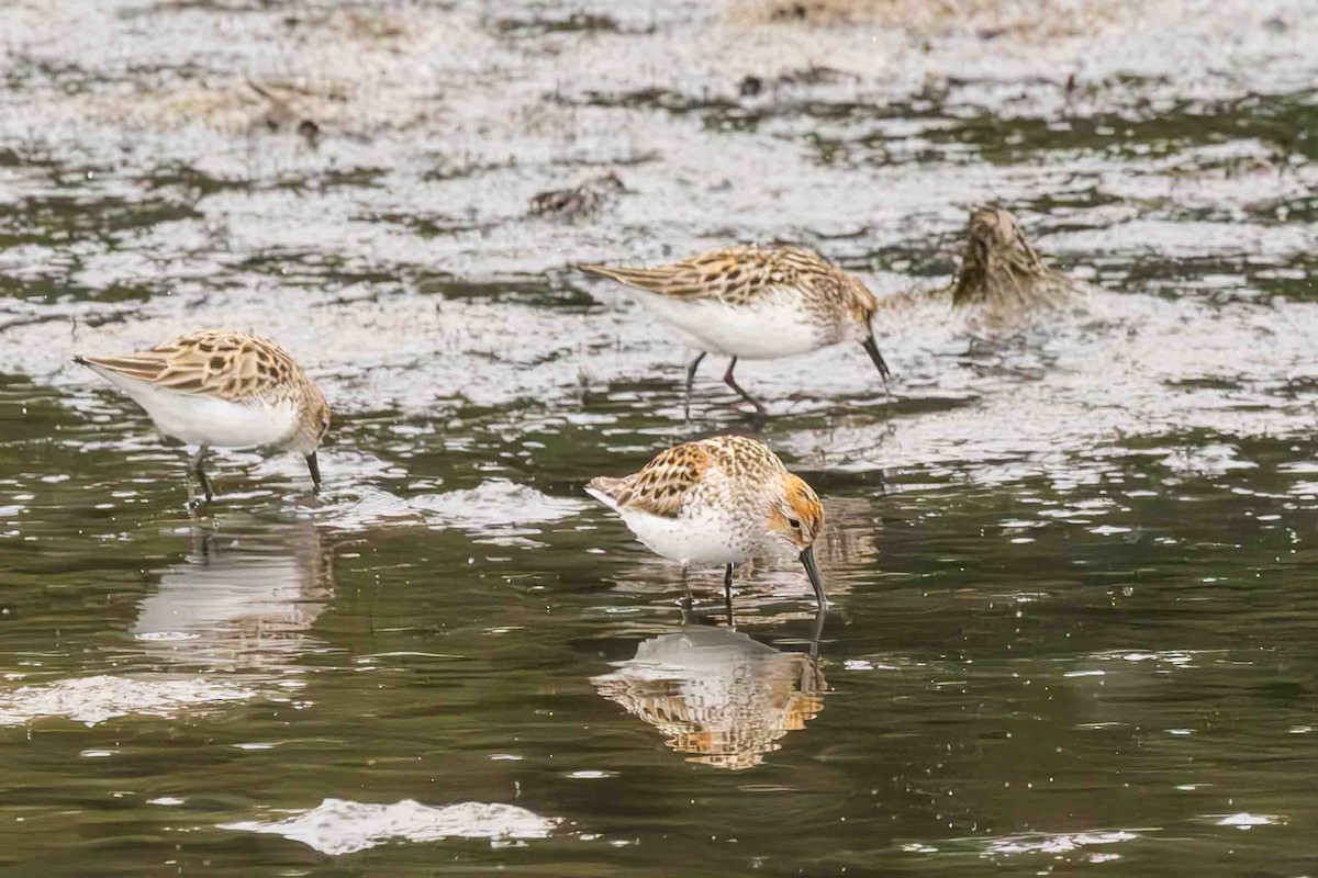 Western Sandpiper - ML619061826