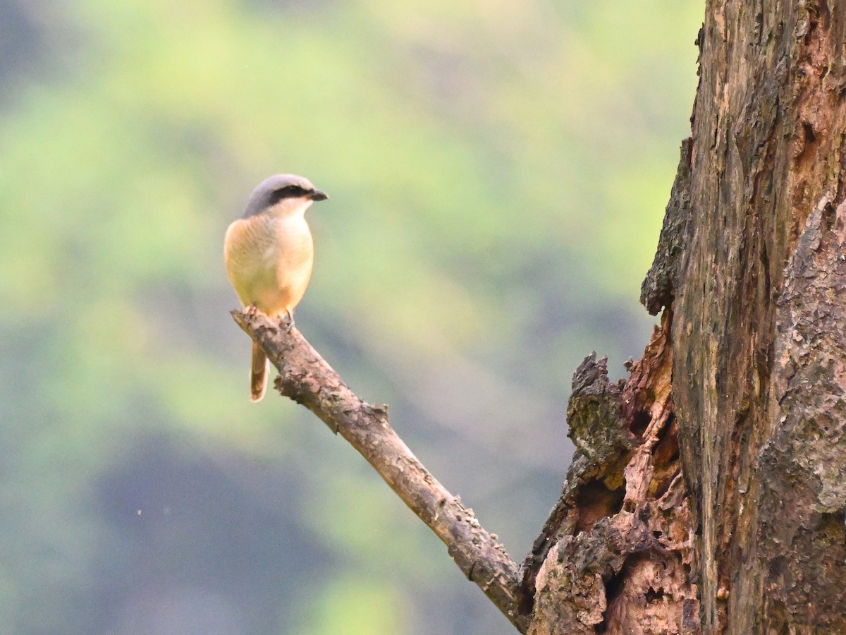 Gray-backed Shrike - Anshu Arora