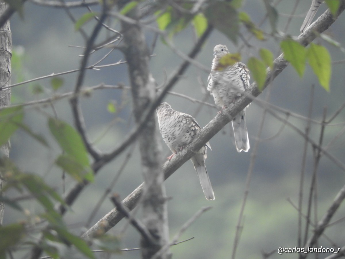 Scaled Dove - Carlos Londoño