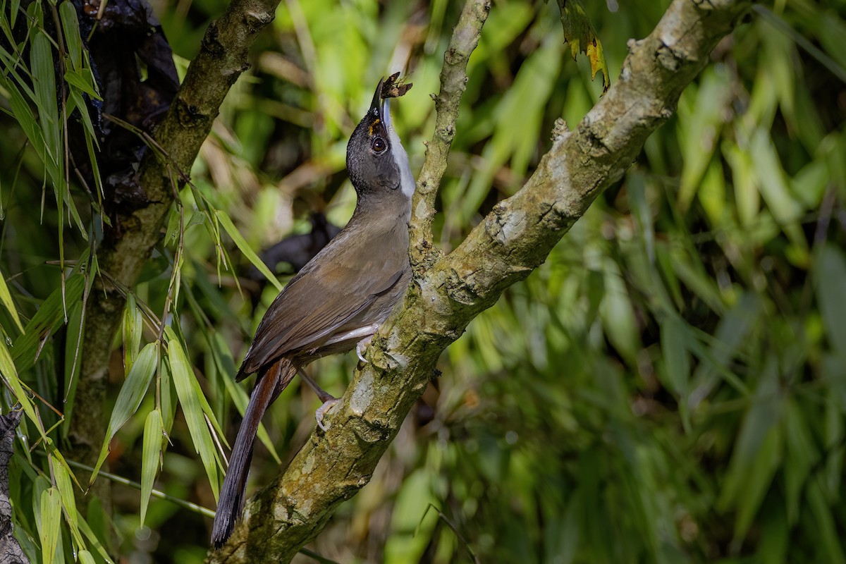 Western Chat-Tanager - ML619061849