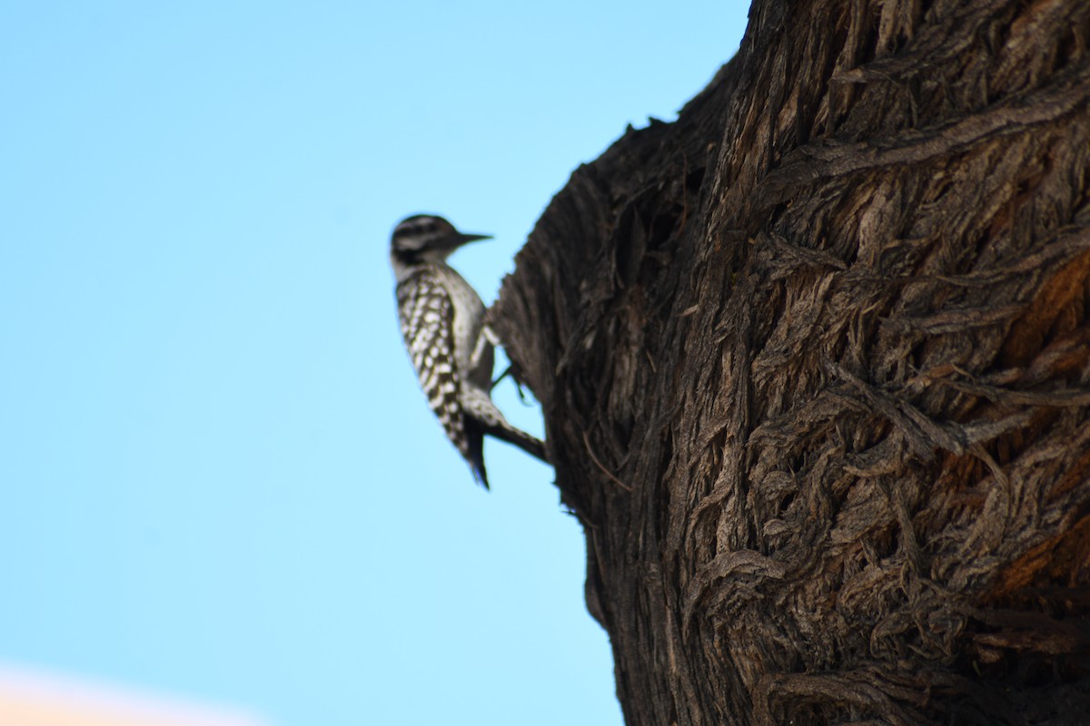 Ladder-backed Woodpecker - Andy H