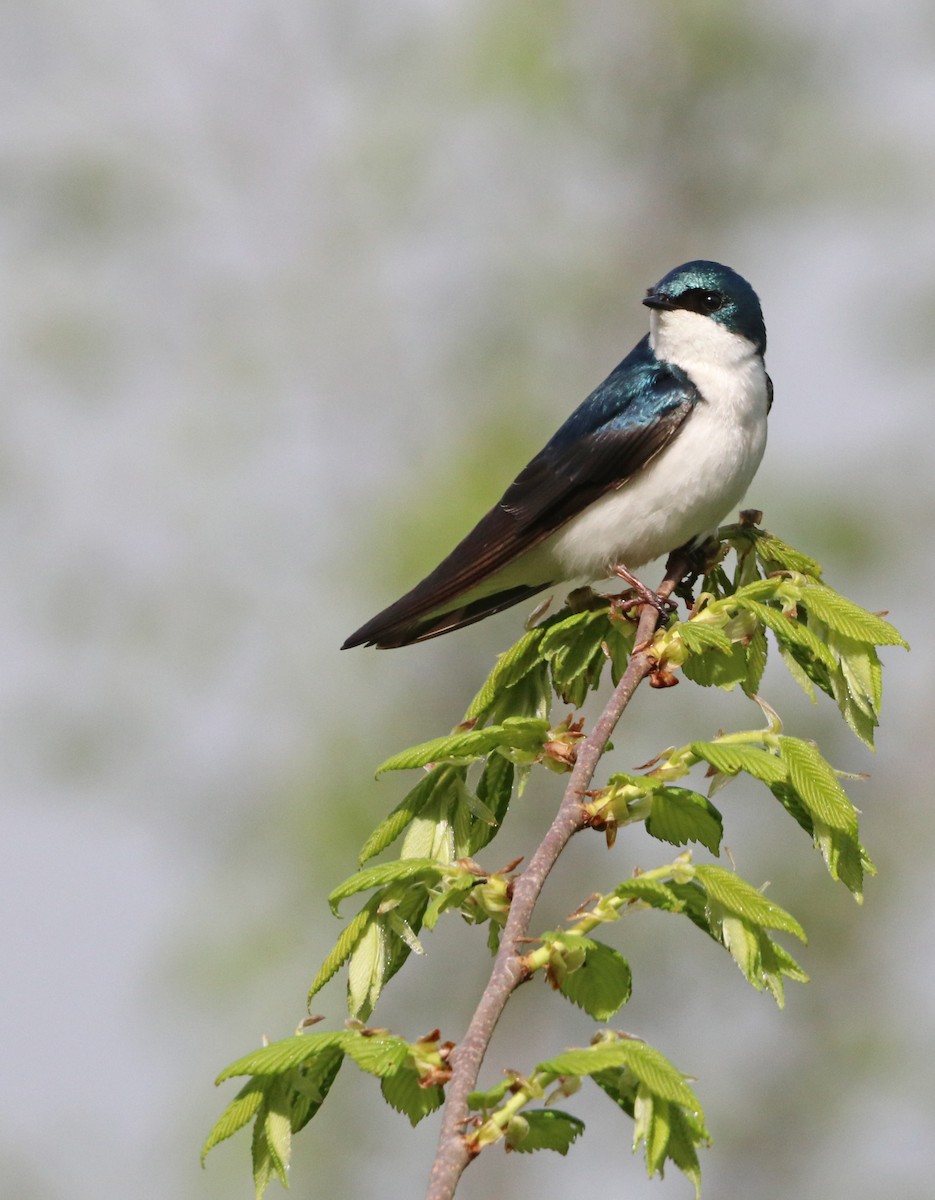 Tree Swallow - ML619061860