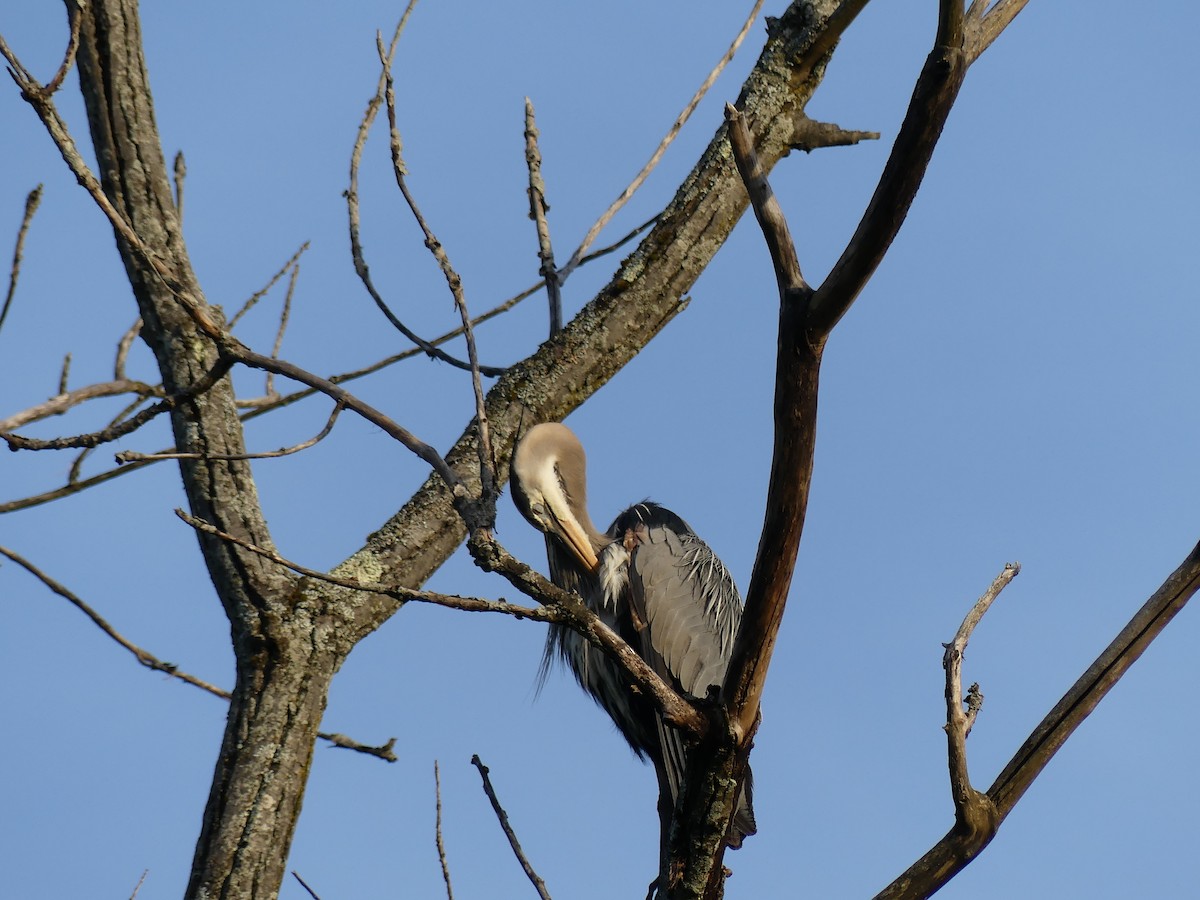 Great Blue Heron - ML619061877