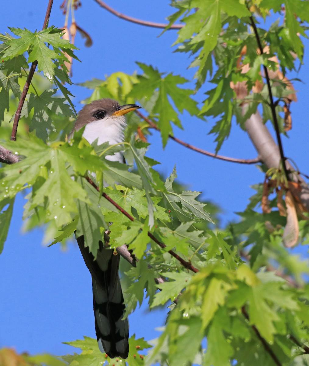 Yellow-billed Cuckoo - ML619061897