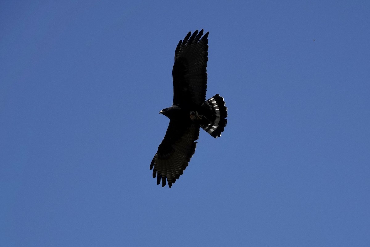 Zone-tailed Hawk - Terri Cuthriell