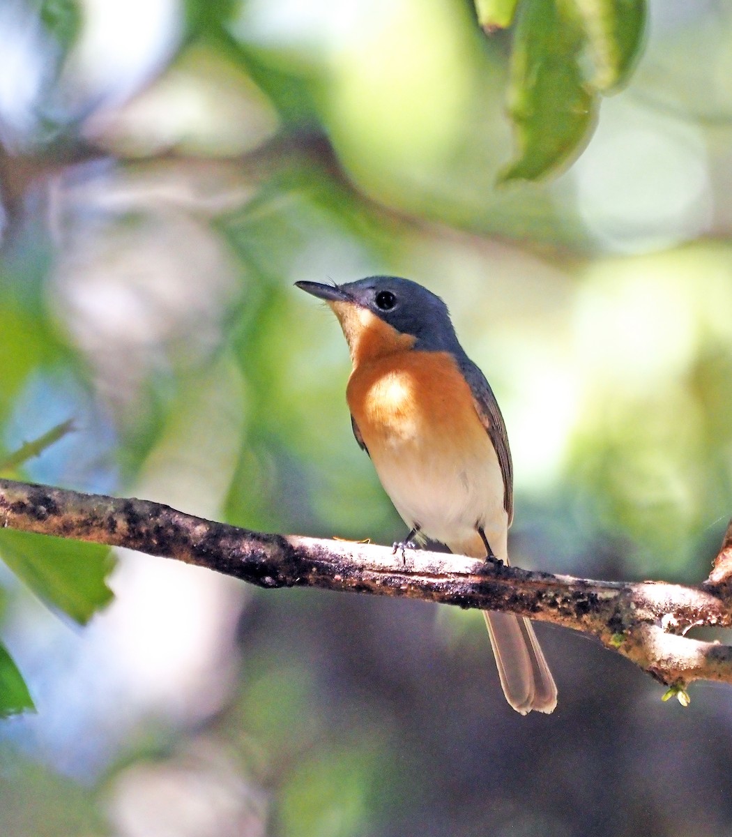 Leaden Flycatcher - Steve Law