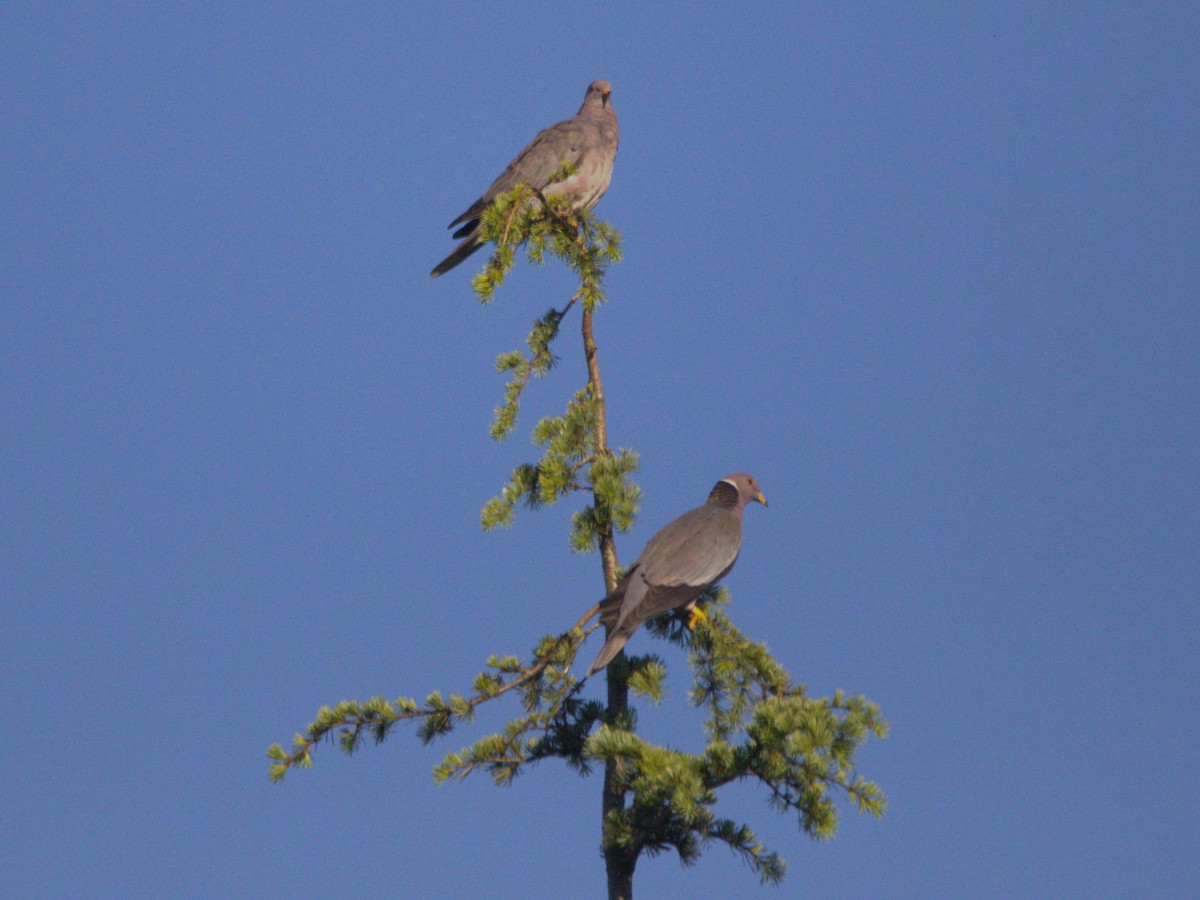 Band-tailed Pigeon - Robert n Cynthia Danielson