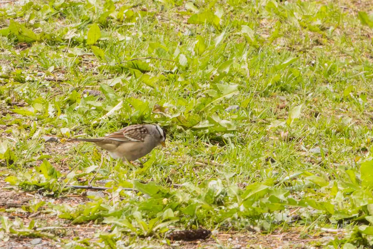 White-crowned Sparrow - Scott Fischer