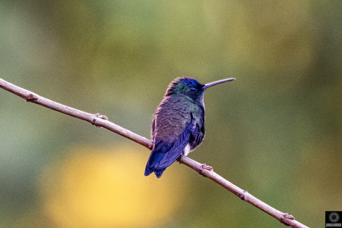 Indigo-capped Hummingbird - Carlos Andrés Gómez Morales