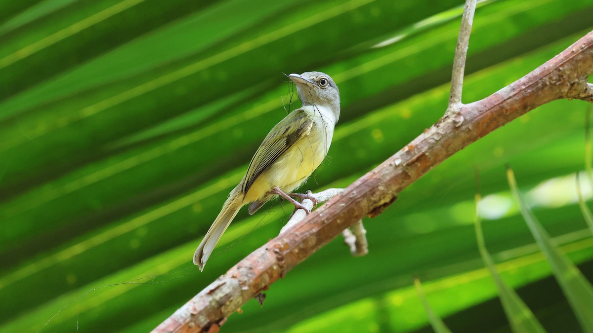 Yellow-olive Flatbill - Andy Bridges