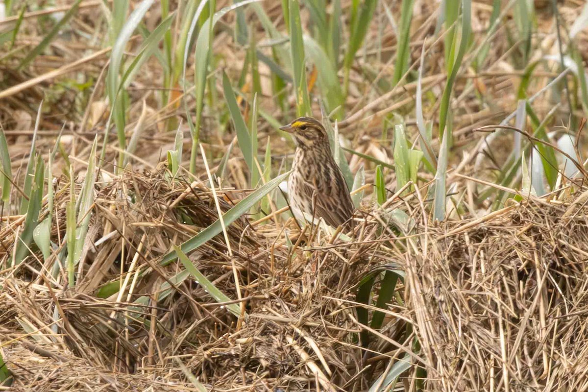 Savannah Sparrow - Scott Fischer