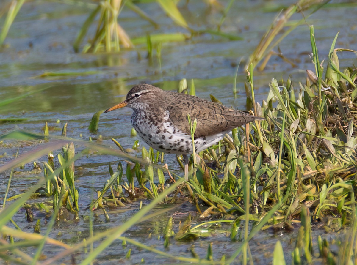 Spotted Sandpiper - Pamela  Bevelhymer