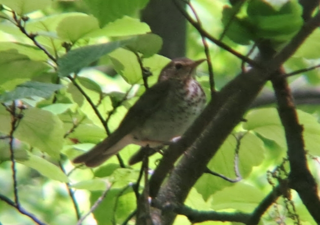 Swainson's Thrush - ML619061976