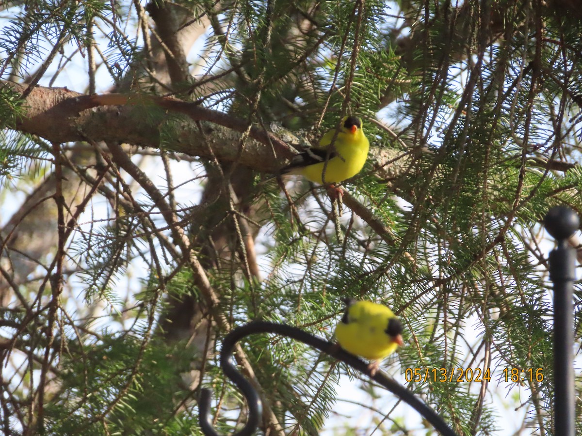 American Goldfinch - gabrielle jastrebski