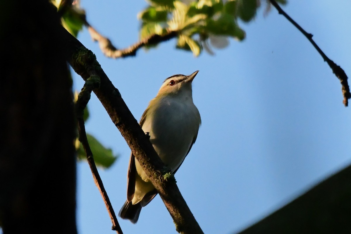 Red-eyed Vireo - Winston Poon