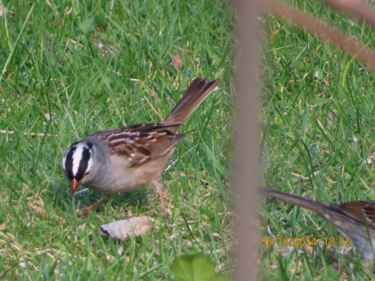 White-crowned Sparrow - gabrielle jastrebski