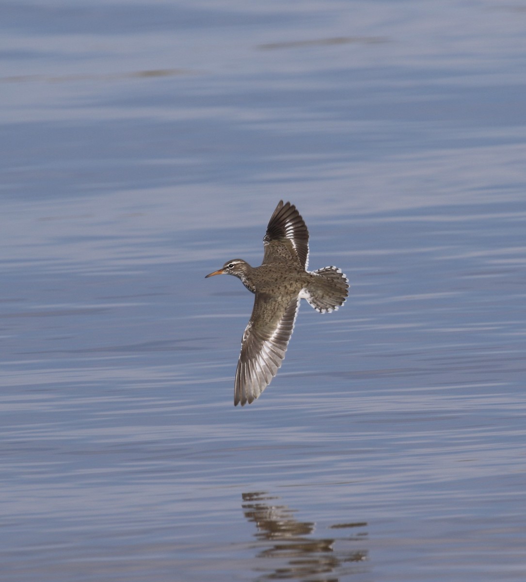 Spotted Sandpiper - Aaron Shipe