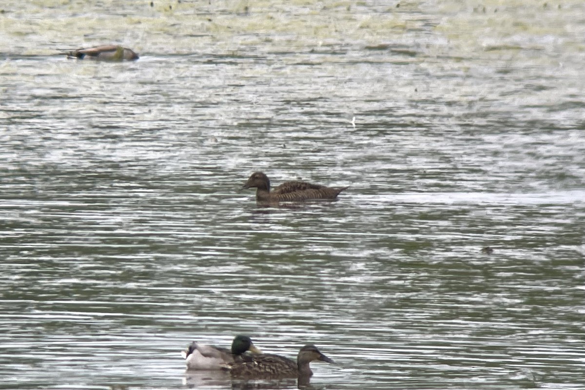 Common Eider - ML619062031