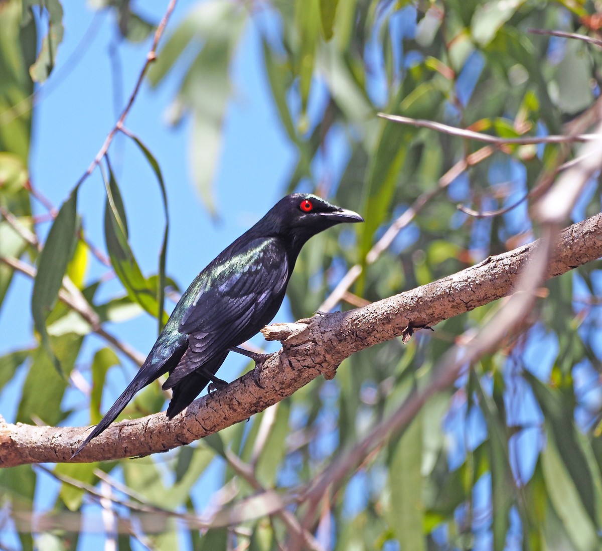 Metallic Starling - Steve Law