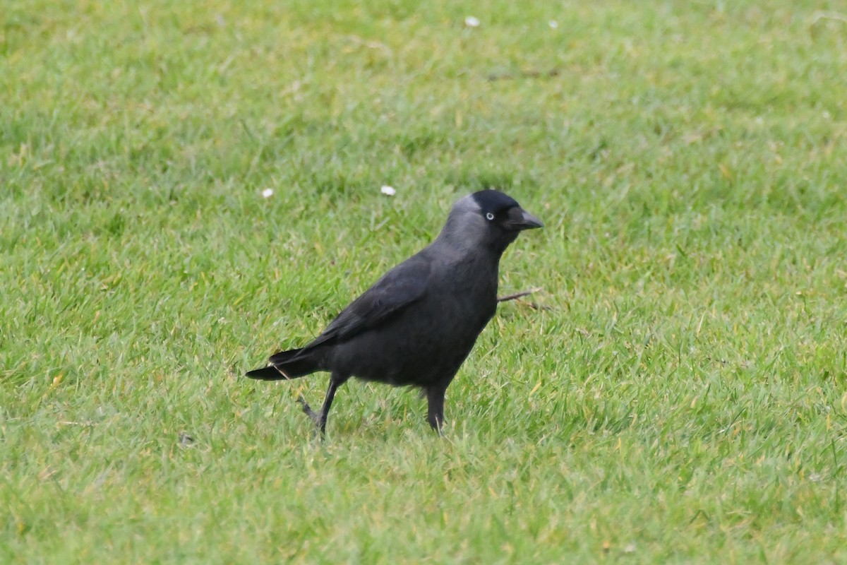 Eurasian Jackdaw - ML619062041