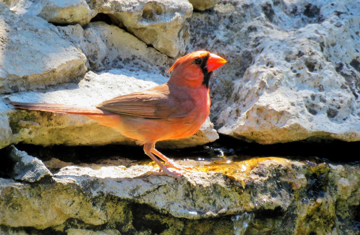 Cardinal rouge (groupe cardinalis) - ML619062045