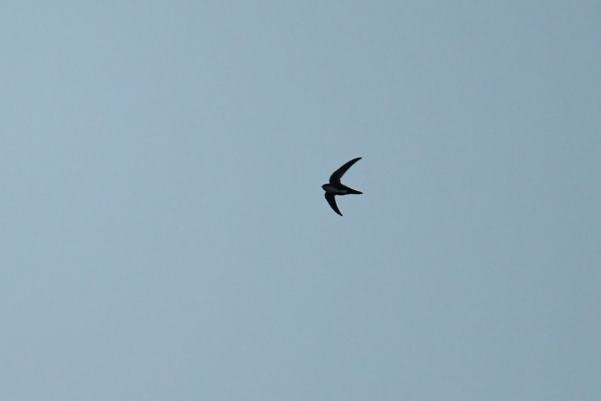 White-throated Swift - Tim K