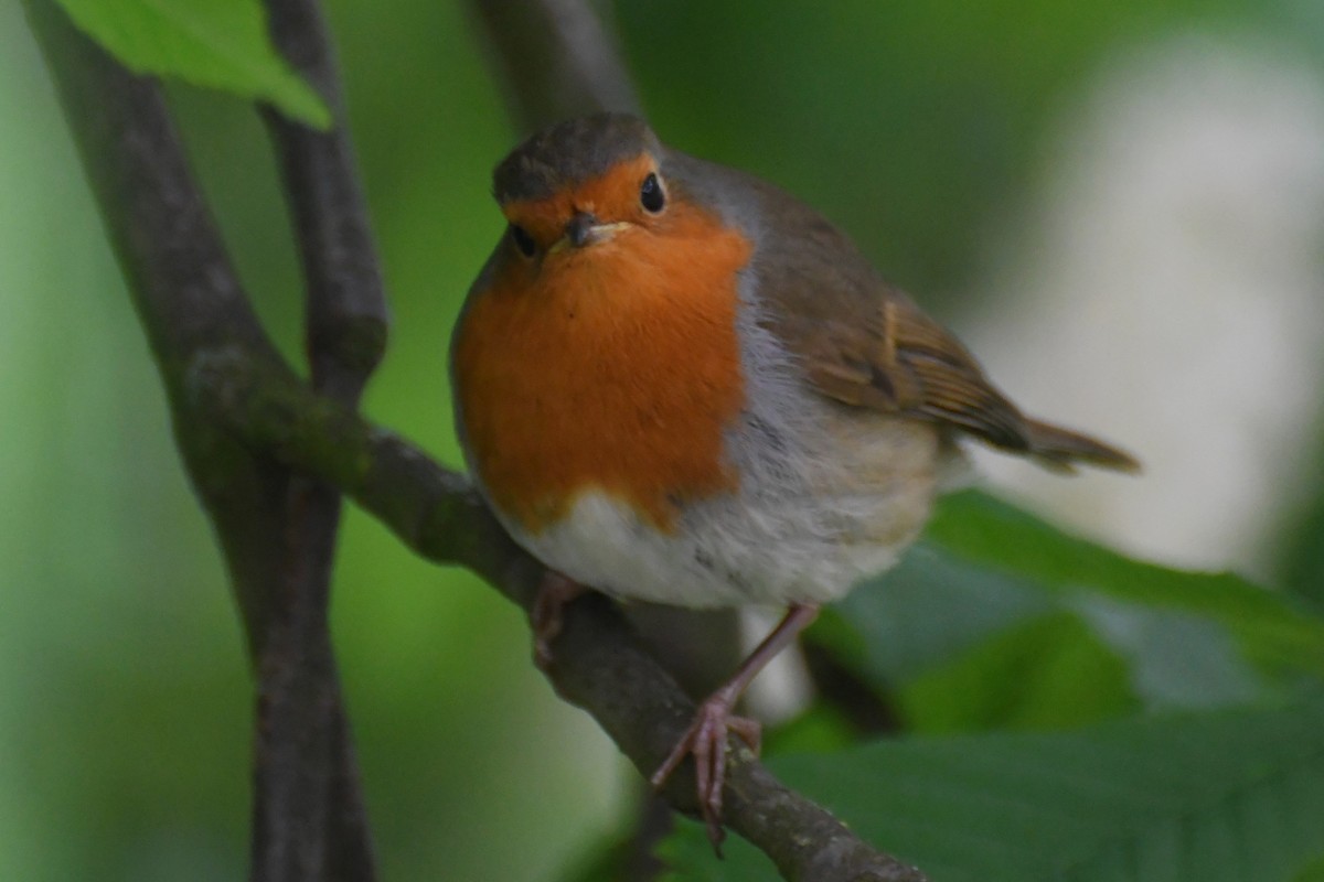 European Robin - ML619062068