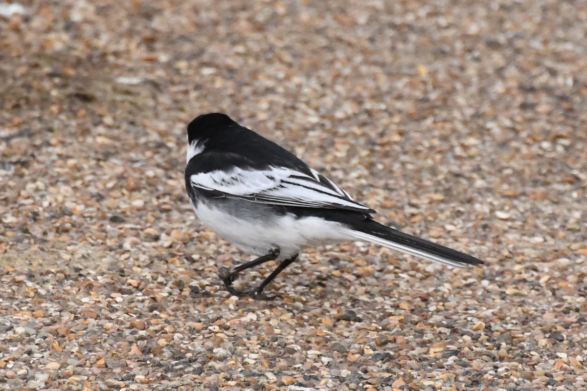 White Wagtail (British) - ML619062070