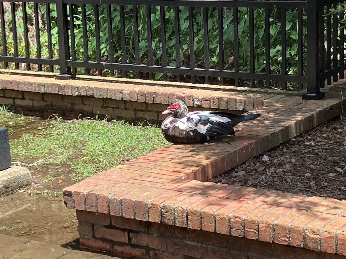 Muscovy Duck (Domestic type) - ML619062072