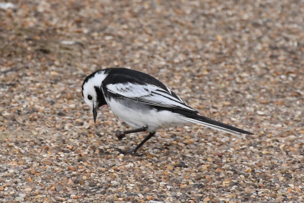 White Wagtail (British) - ML619062075