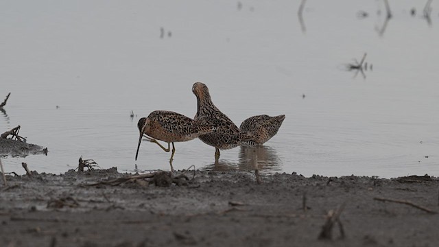 kortnebbekkasinsnipe - ML619062076