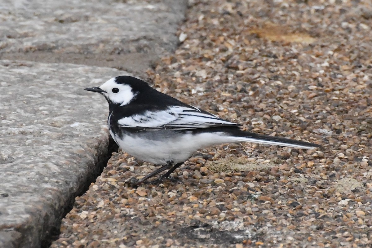 White Wagtail (British) - ML619062079