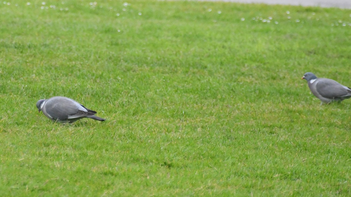 Common Wood-Pigeon - ML619062087