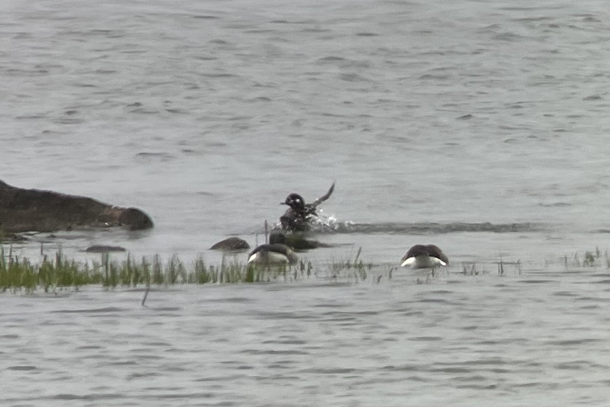 Harlequin Duck - ML619062091